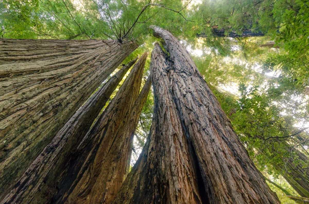 Nejvyssi sekvoje sveta v haji Tall Trees Grove
