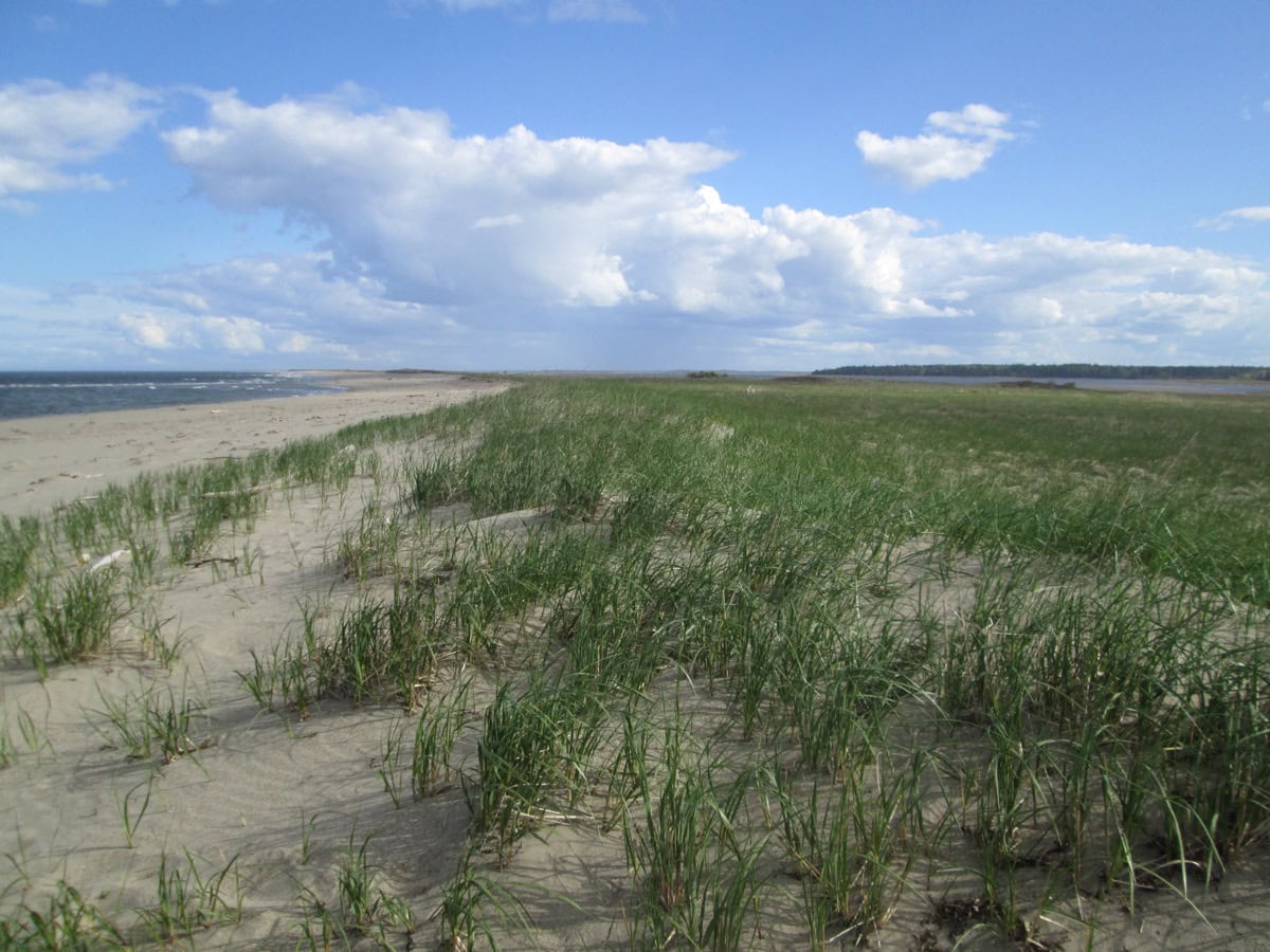 Kouchibouguac National Park, Nouveau-Brunswick : 15 choses à voir et à faire 3 Dunes de sable à Kouchibouguac