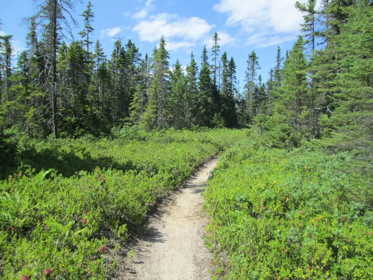 Lesní stezka v Kouchibouguac National Park