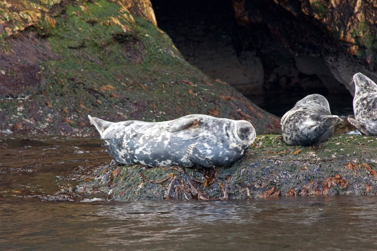 Kouchibouguac National Park, Nouveau-Brunswick : 15 choses à voir et à faire 5 Phoques gris sur la côte du Canada