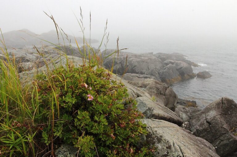 Pobřeží Campobello Island v Roosevelt Campobello International Park