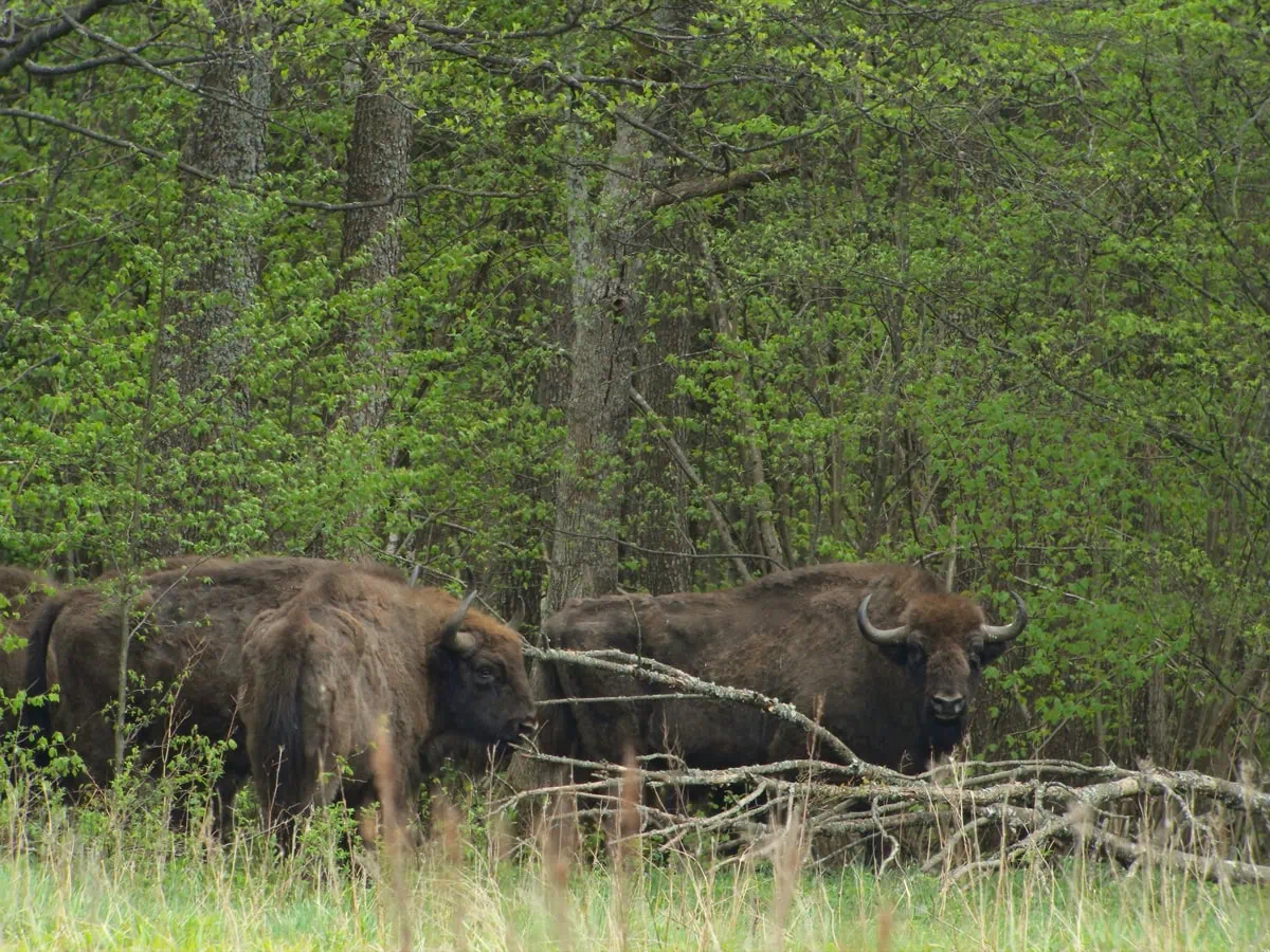 Evropsky zubr (European bison) v Bialowieze