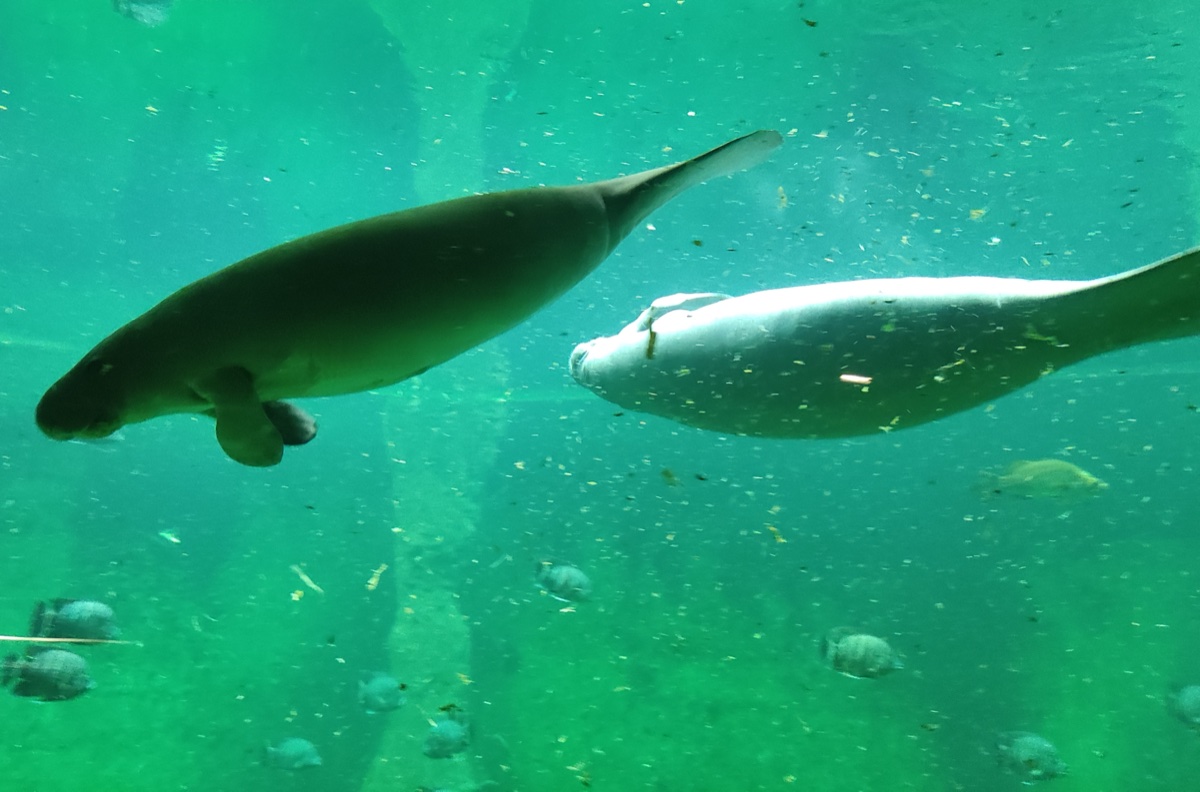 ZOO Wroclaw + Afrykarium - manat africky