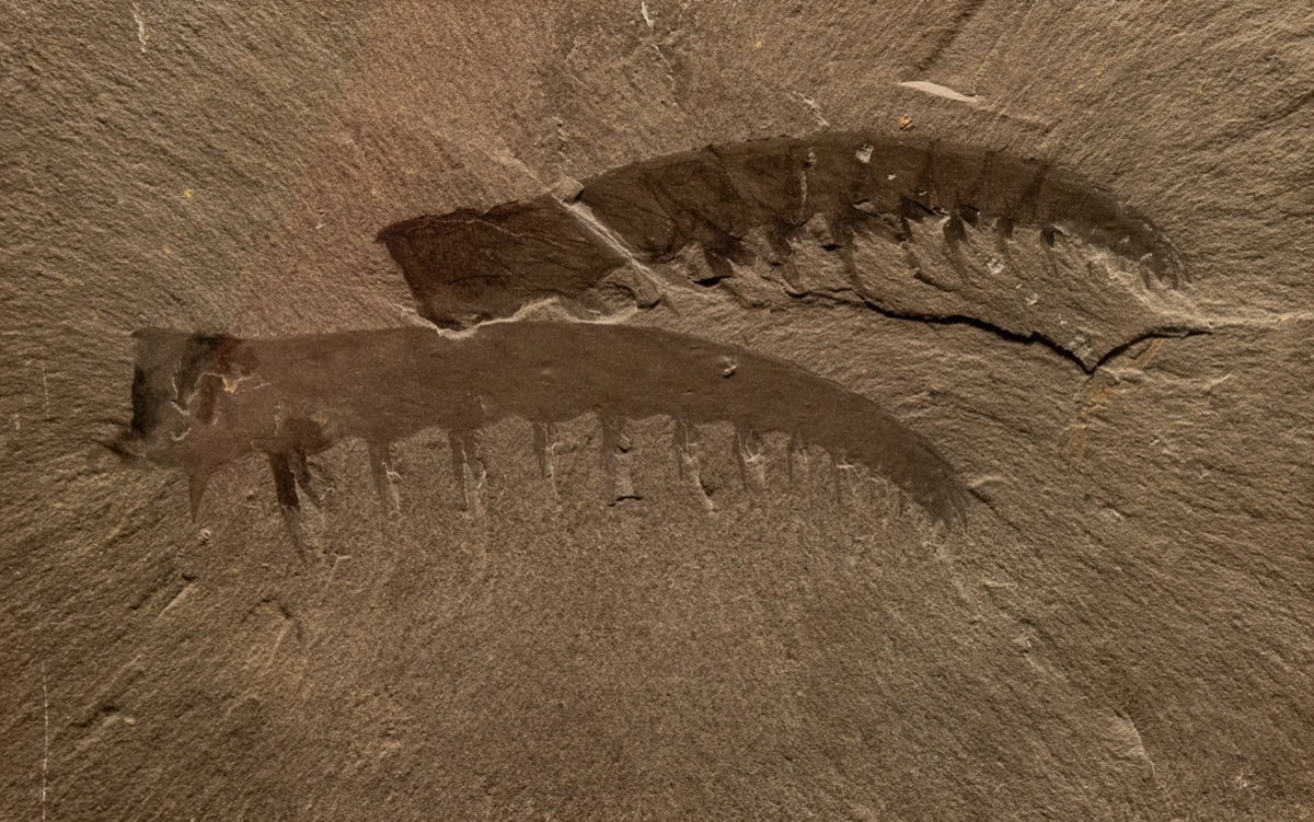 Drumheller a Royal Tyrrell Museum: Dinosauří badlands Alberty 2 Anomalocaris canadensis v Royal Tyrrell Museum