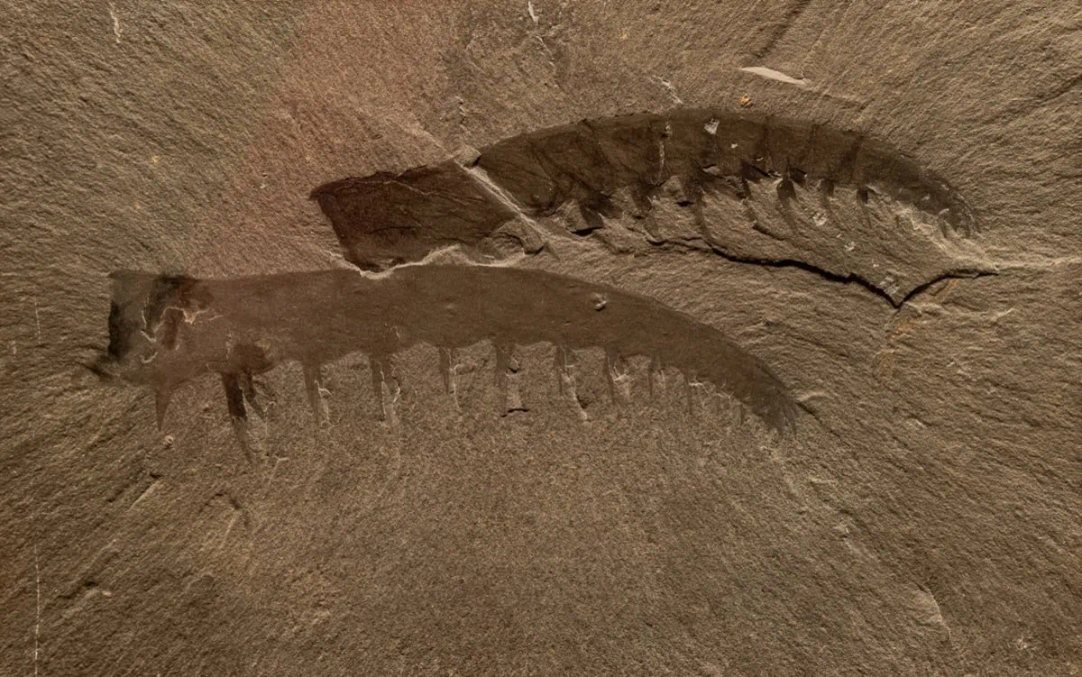 Drumheller a Royal Tyrrell Museum: Dinosauří badlands Alberty 2 Anomalocaris canadensis v Royal Tyrrell Museum