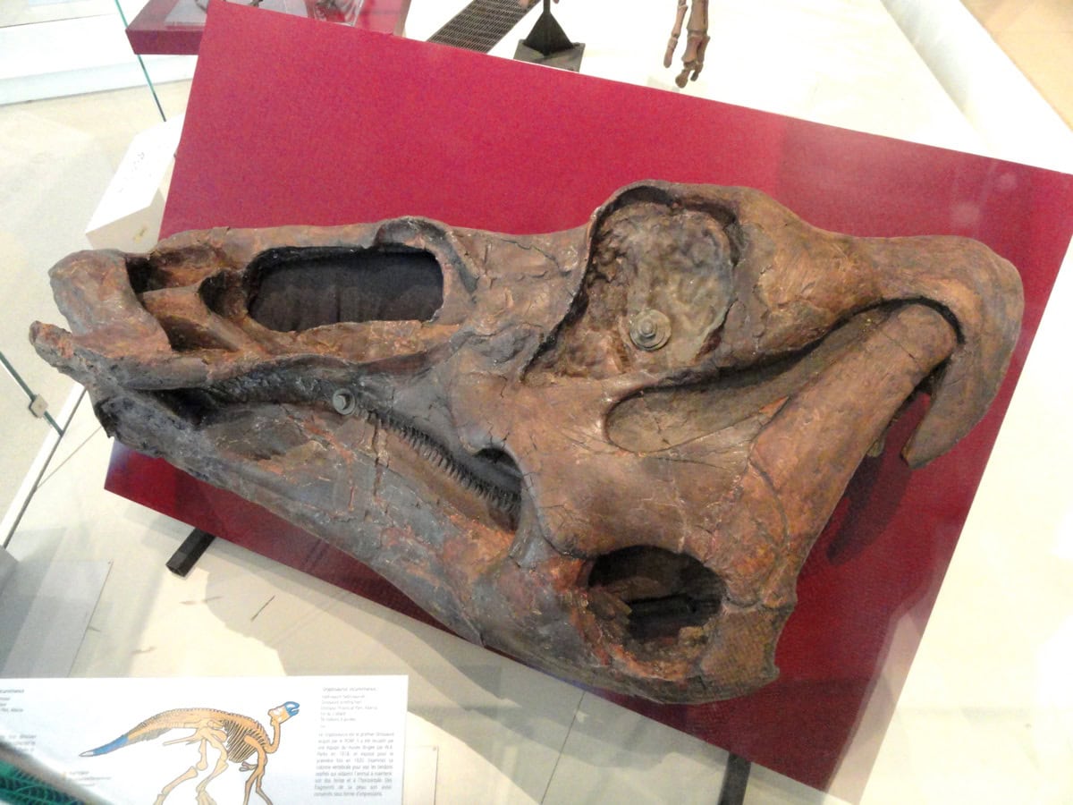 Drumheller a Royal Tyrrell Museum: Dinosauří badlands Alberty 5 Edmontosaurus regalis - dinosauri nalezi u Drumheller