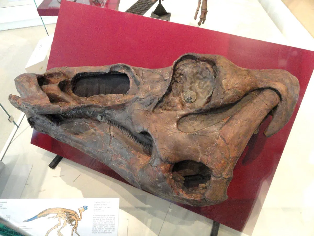 Drumheller a Royal Tyrrell Museum: Dinosauří badlands Alberty 5 Edmontosaurus regalis - dinosauri nalezi u Drumheller