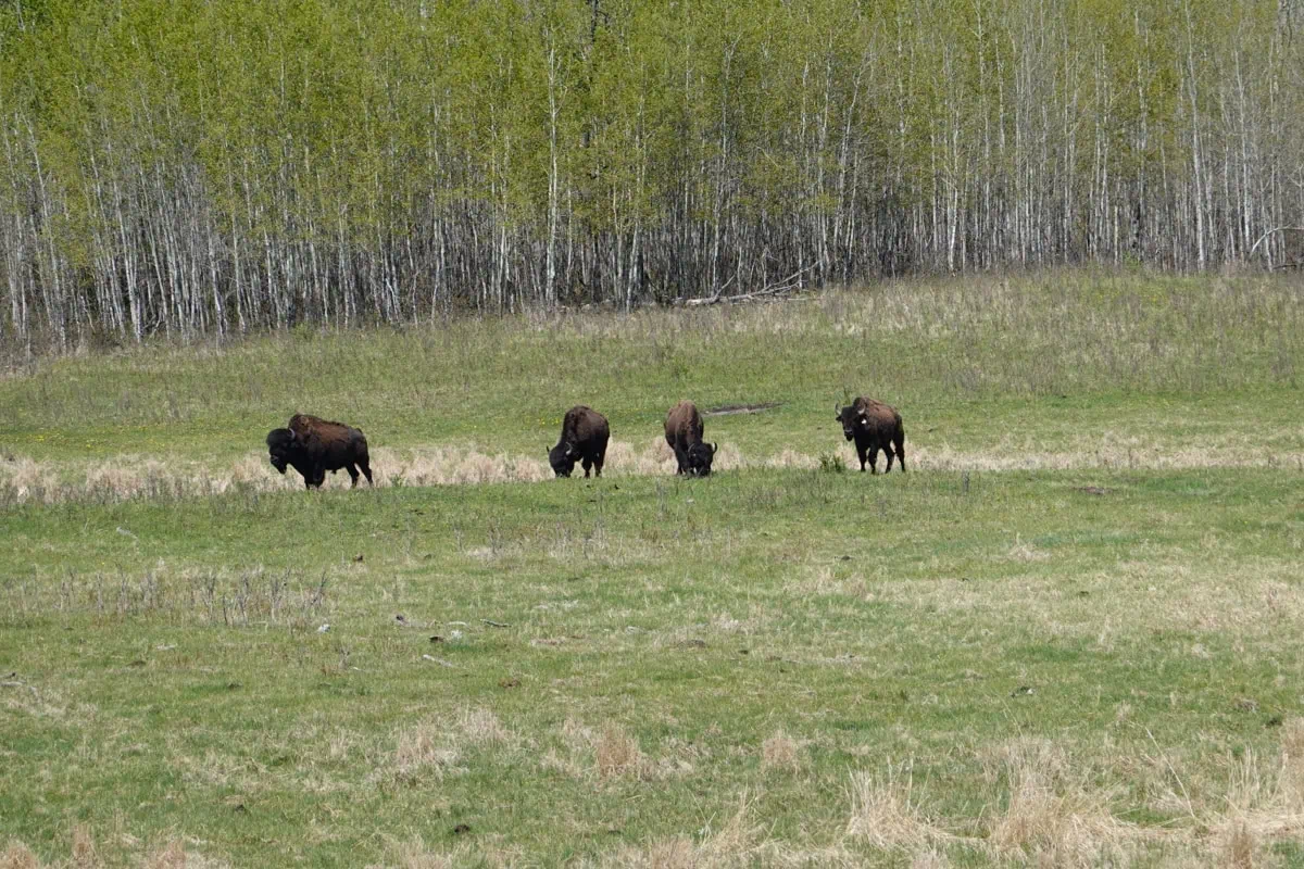 Polární záře v Albertě: Kde a kdy ji můžete vidět 8 Bizon v Elk Island National Park u Edmontonu