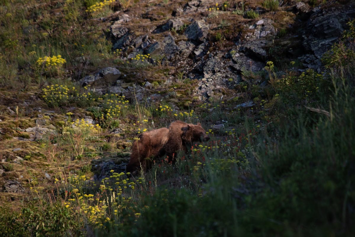 Medvědi v Kanadě: Kompletní průvodce bezpečností (bear spray, jak se chovat, co dělat při setkání) 1 Grizzly bear (Ursus arctos horribilis)