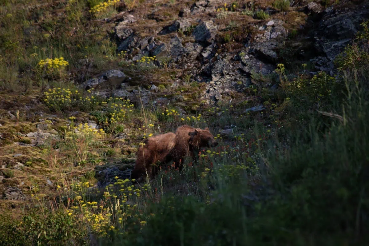 Medvědi v Kanadě: Kompletní průvodce bezpečností (bear spray, jak se chovat, co dělat při setkání) 1 Grizzly bear (Ursus arctos horribilis)