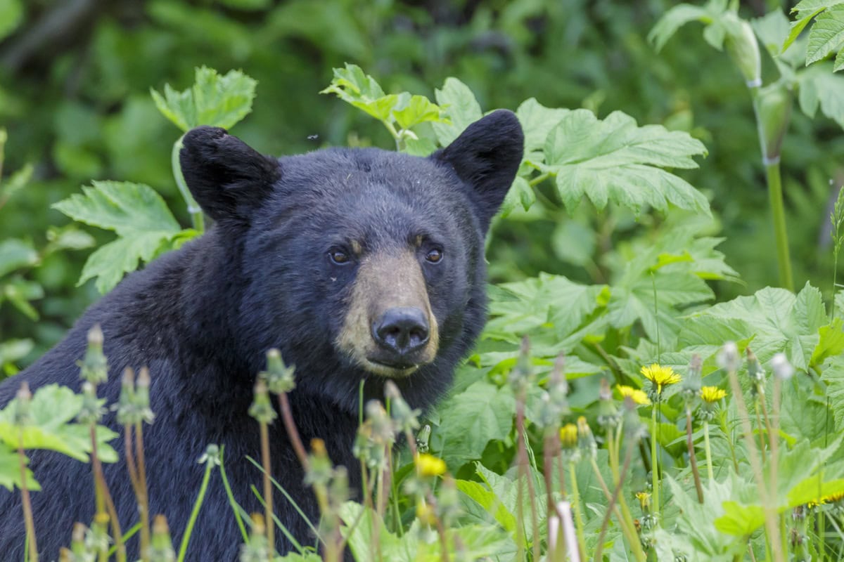 Medvědi v Kanadě: Kompletní průvodce bezpečností (bear spray, jak se chovat, co dělat při setkání) 2 Medved baribal (American black bear) v Jasperu