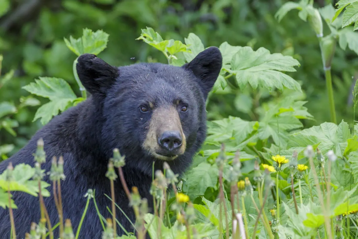 Medvědi v Kanadě: Kompletní průvodce bezpečností (bear spray, jak se chovat, co dělat při setkání) 2 Medved baribal (American black bear) v Jasperu