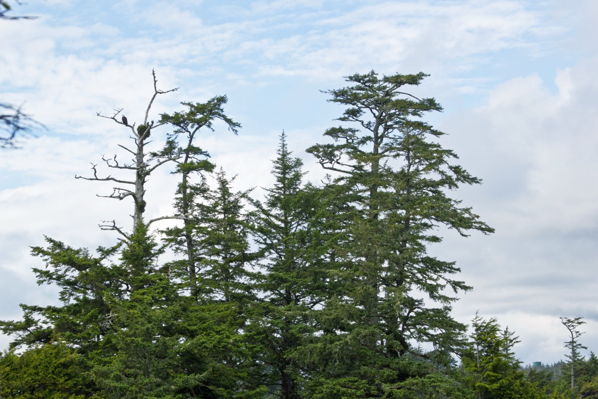 Wild Pacific Trail v Uclueletu - Picea sitchensis