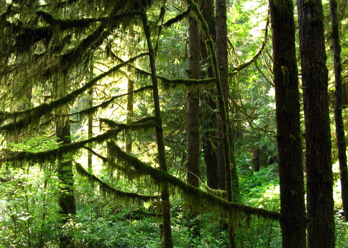 Rainforest Trail - boardwalk v Pacific Rim