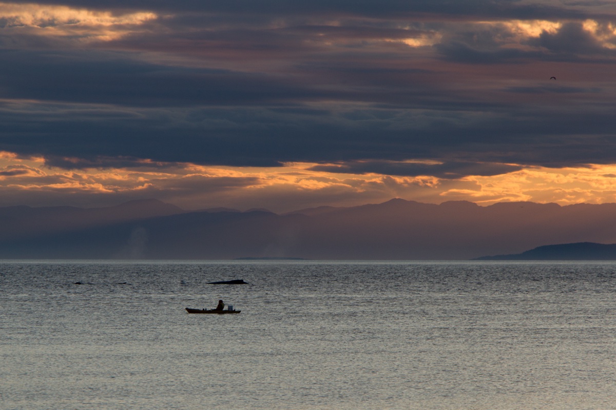 Seda velryba u Vancouver Island