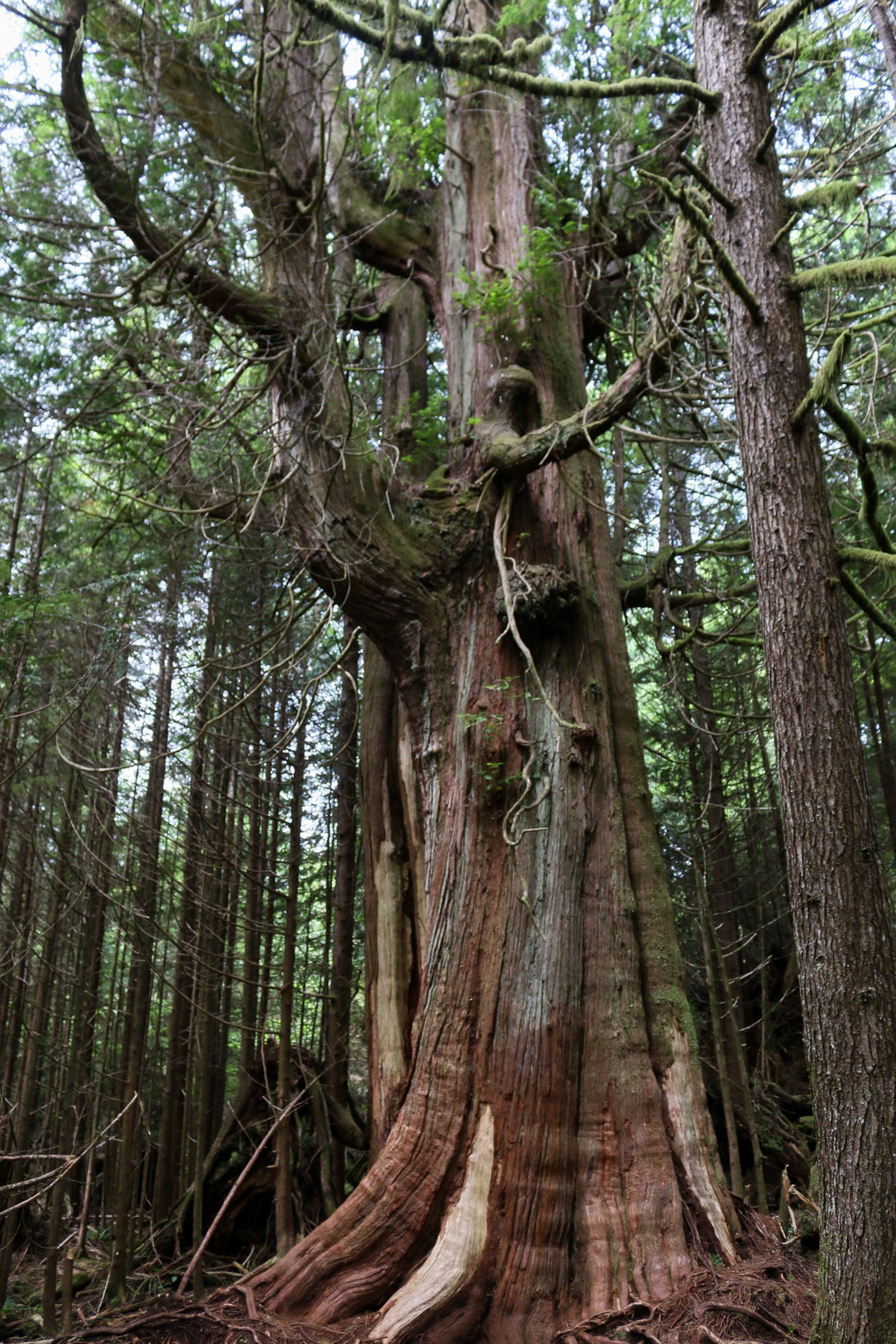 Schooner Cove hiking trail v Pacific Rim National Park, Vancouver Island