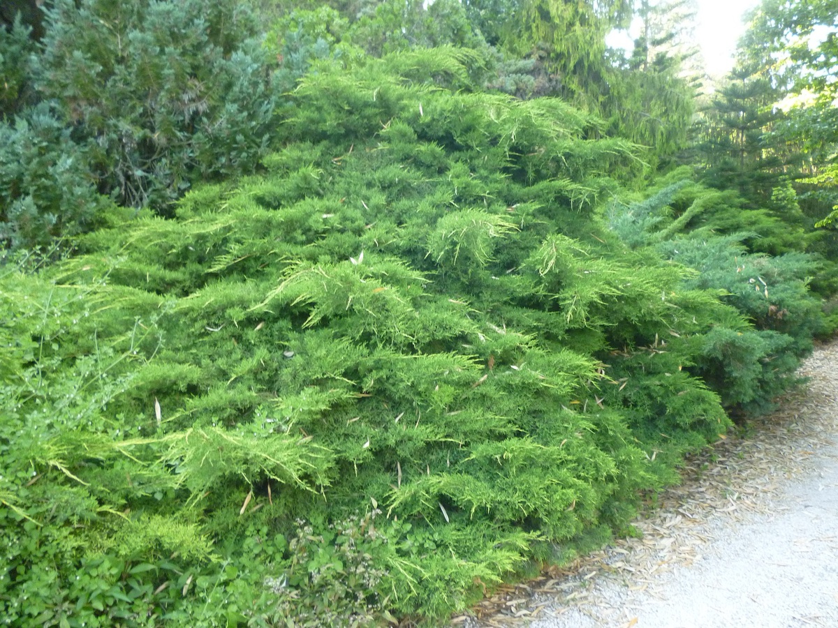 Zeleň a cestičky v římské botanické zahradě Orto Botanico