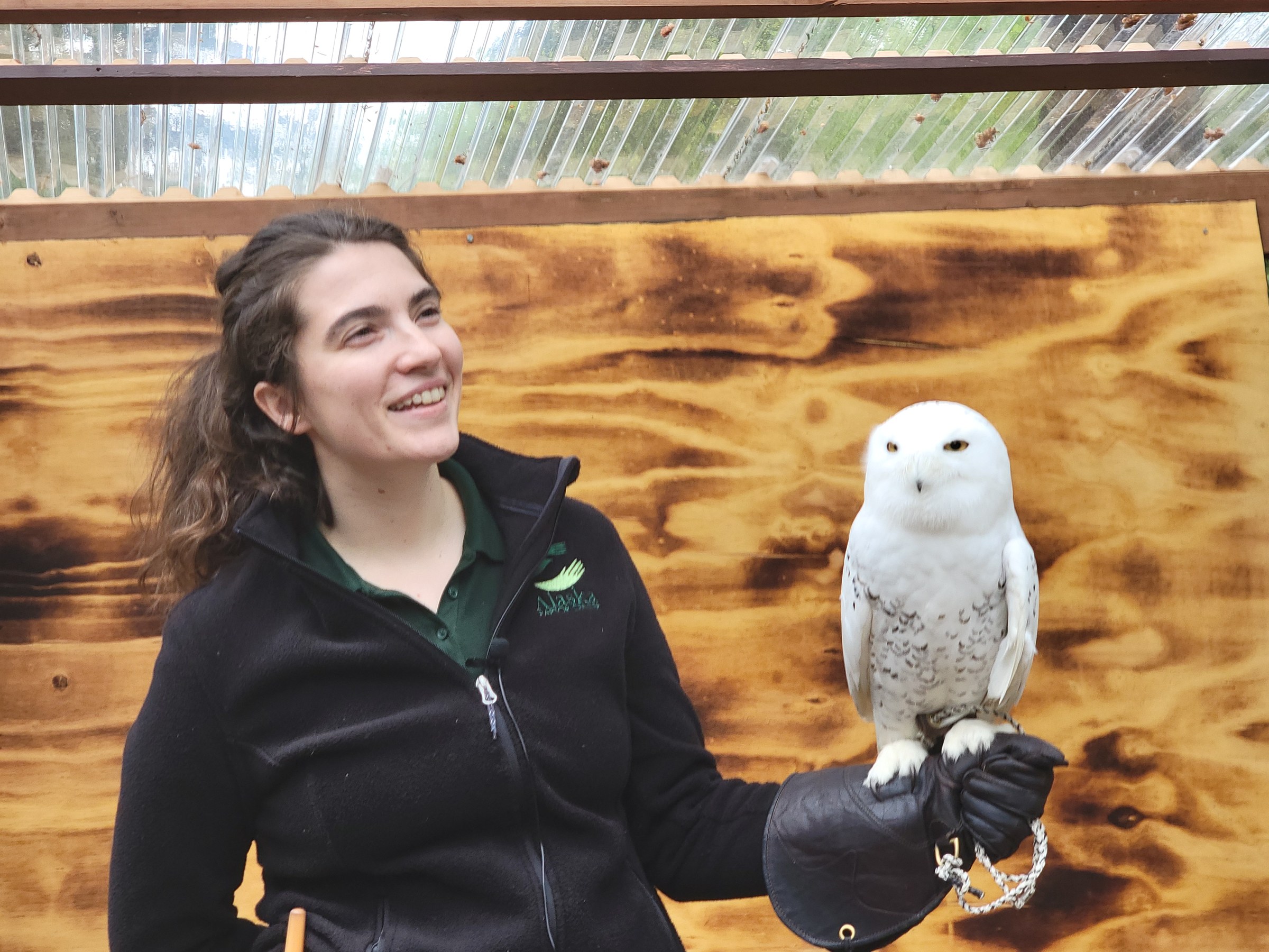 Sitka, Aljaška: 12 tipů, co vidět a dělat (ruské dědictví Inside Passage) 5 Ošetřovatel se sněžnou sovou v Alaska Raptor Center