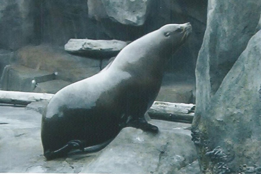 Kenai Fjords National Park, Aljaška: 12 tipů, co vidět a dělat 9 Lachtan v Alaska SeaLife Center v Sewardu