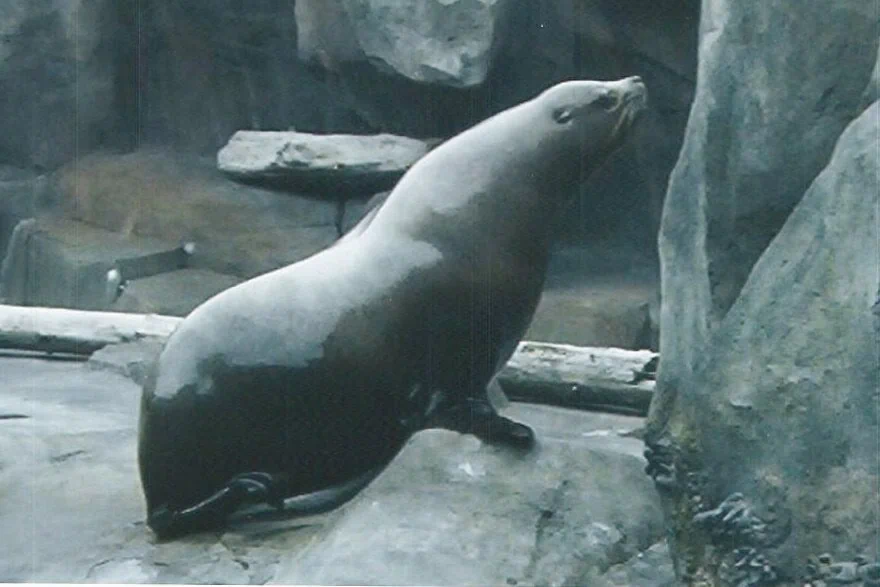 Lachtan v Alaska SeaLife Center v Sewardu