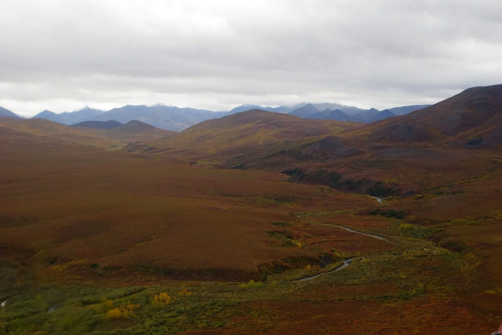 Colores otoñales de la tundra en la Reserva Nacional Noatak