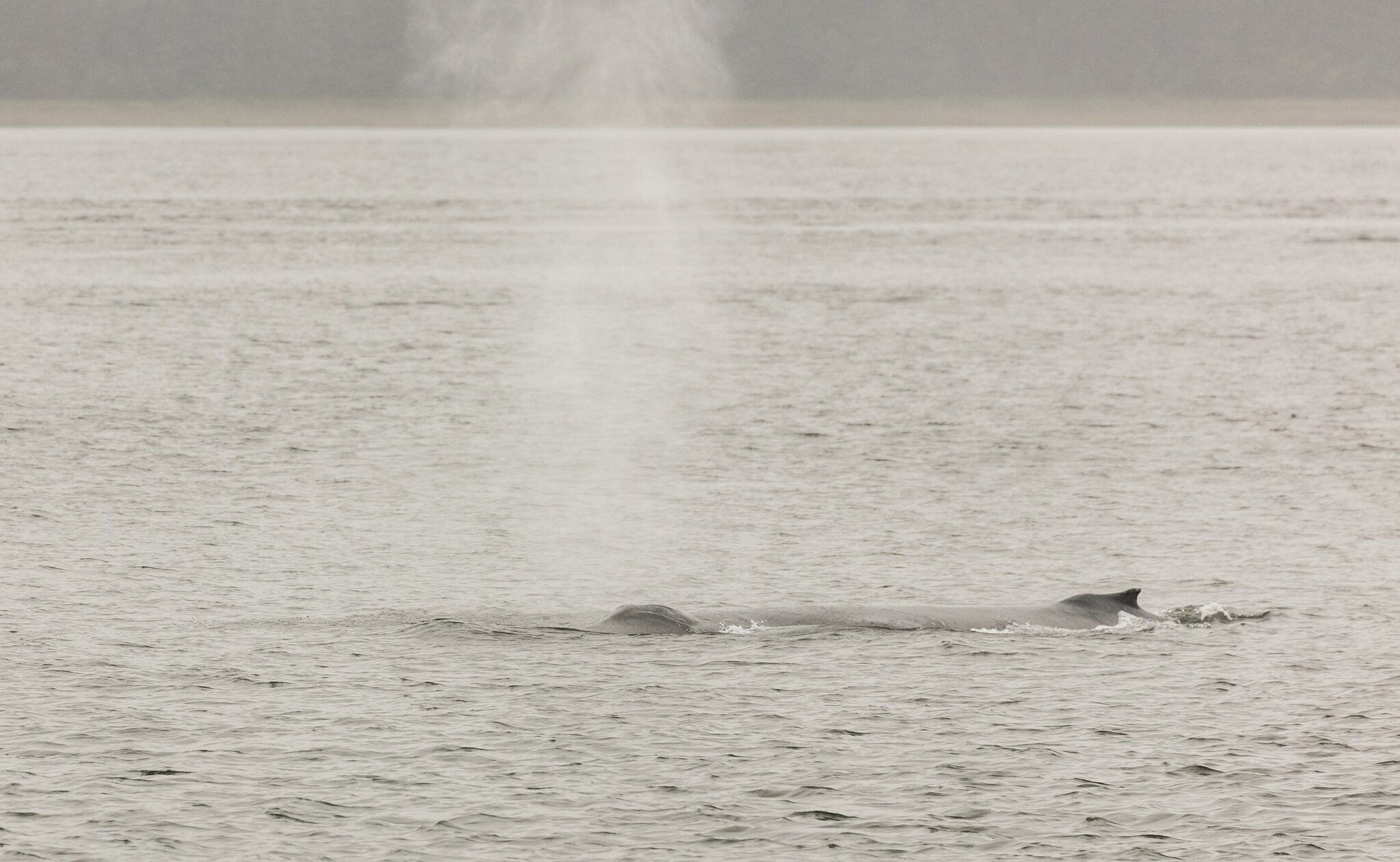 Juneau, Alaska: 12 lucruri de văzut și făcut (capitala fără drum) 5 Balenă cu cocoașă lângă Auke Bay, Juneau