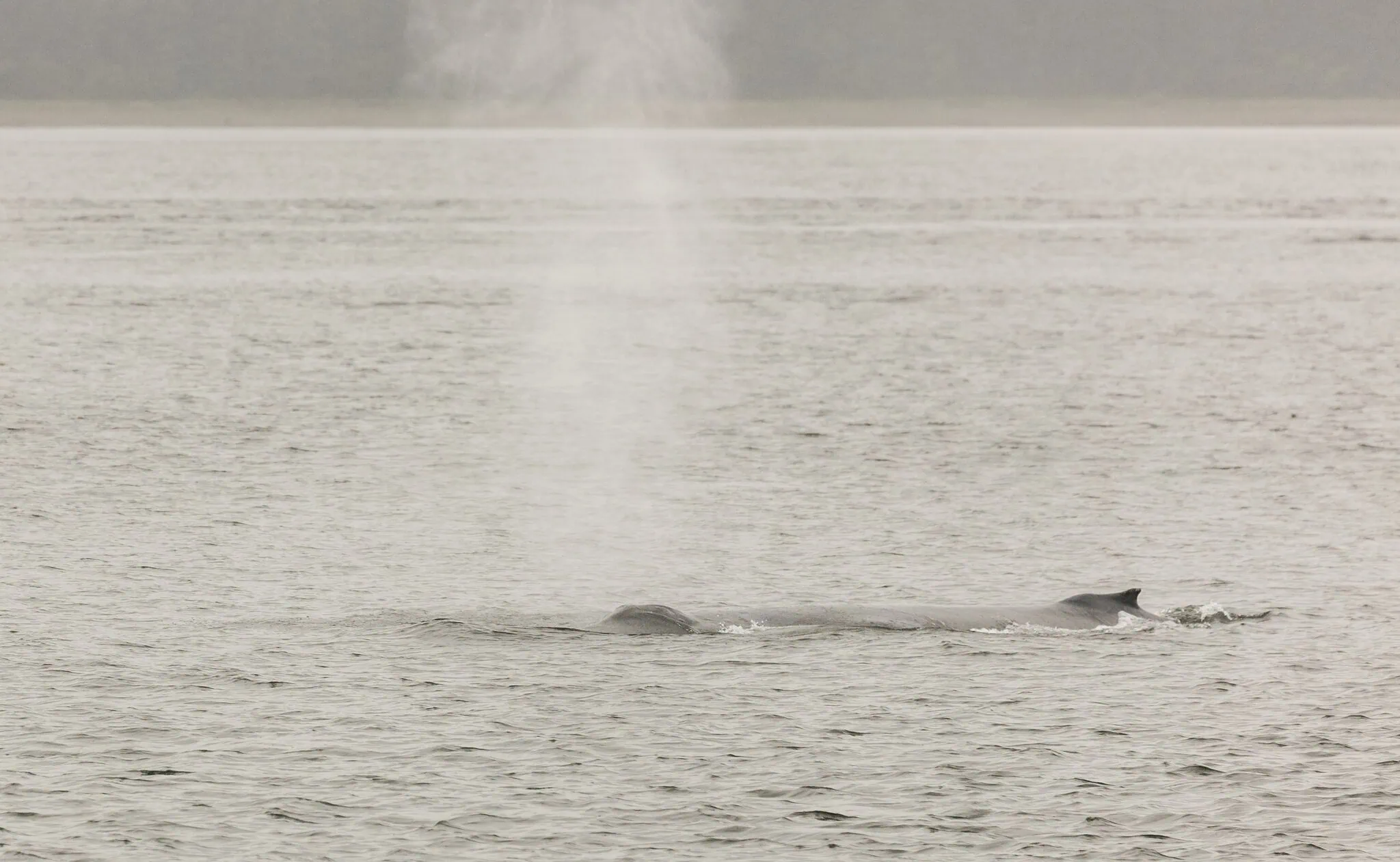 Ballena jorobada en Auke Bay, Juneau