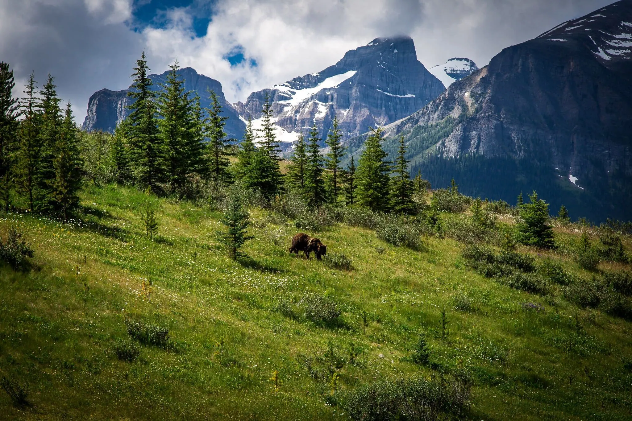 Klikatá silnice Bow Valley Parkway mezi vysokými borovicemi