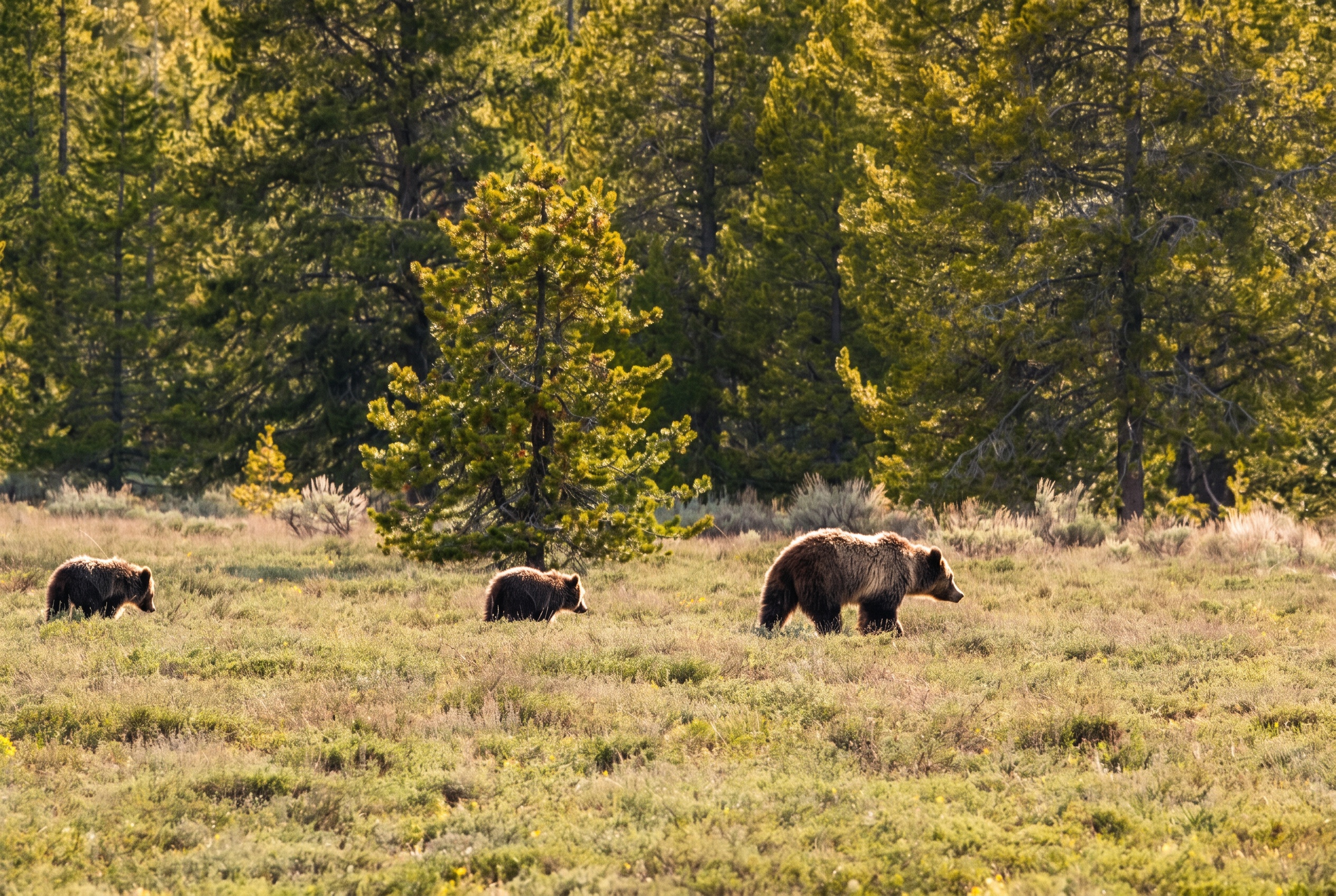 Medvědi v Kanadě: Kompletní průvodce bezpečností (bear spray, jak se chovat, co dělat při setkání) 5 Grizzly samice se dvěma mláďaty v louce za zlaté hodinky