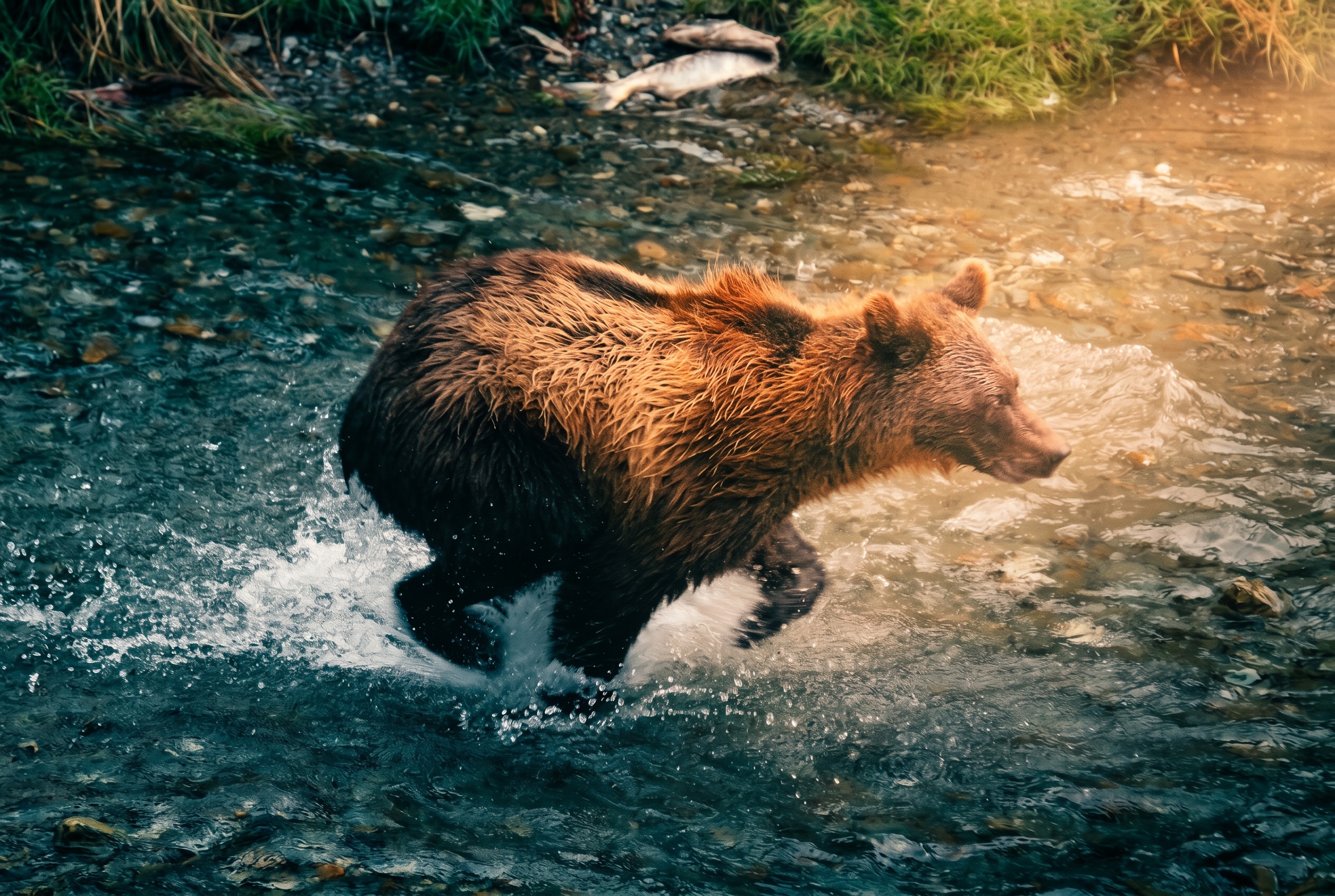 Medvědi v Kanadě: Kompletní průvodce bezpečností (bear spray, jak se chovat, co dělat při setkání) 6 Grizzly při lovu lososa v podzimní řece — fáze hyperfagie