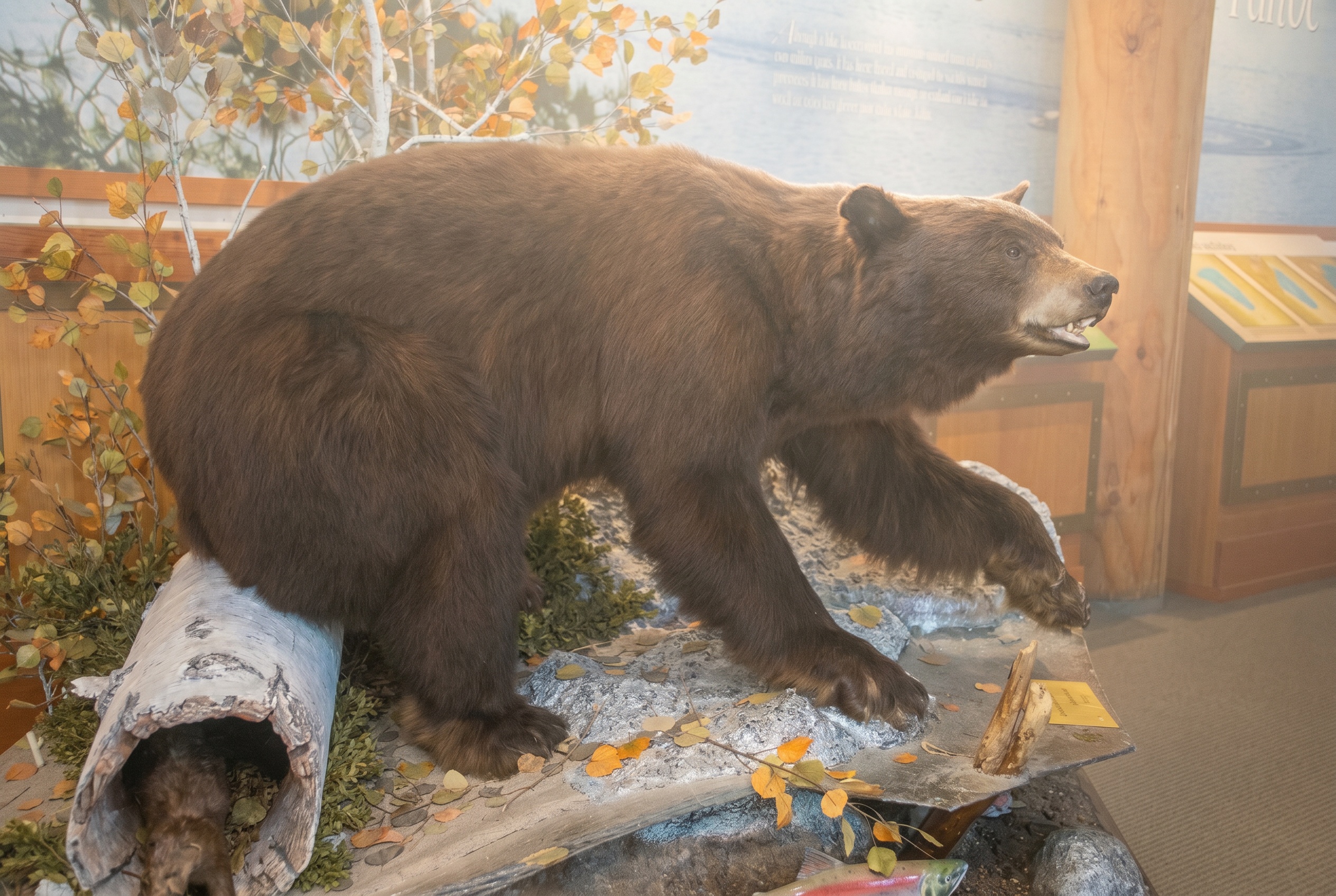 Medvědi v Kanadě: Kompletní průvodce bezpečností (bear spray, jak se chovat, co dělat při setkání) 8 Black bear v ranní mlze kanadského lesa