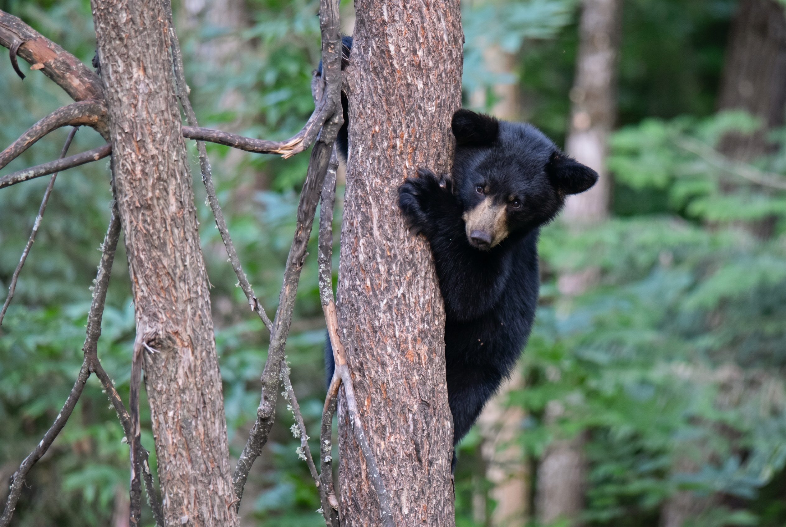 Medvědi v Kanadě: Kompletní průvodce bezpečností (bear spray, jak se chovat, co dělat při setkání) 10 Mládě black beara na louce — nikdy se nepřibližovat