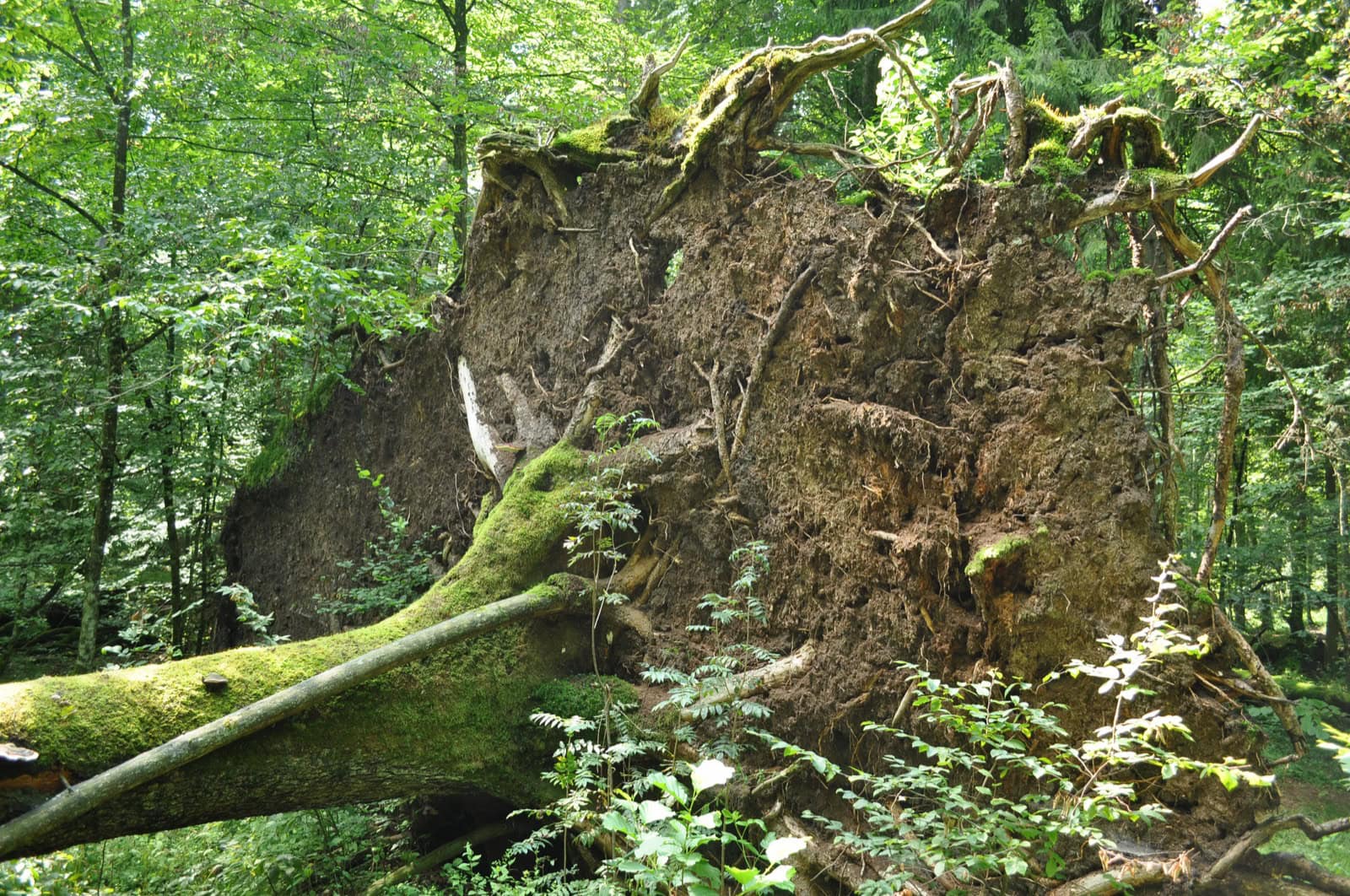 Lesní cesta Białowieżským pralesem ideální pro cyklistiku