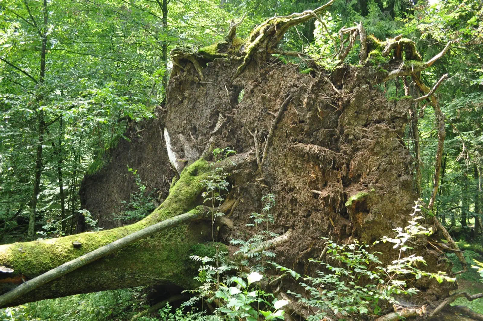 Białowieża, Polen: 10 Tipps für den letzten echten Urwald Europas 2026 7 Waldweg im Białowieża-Urwald – ideal zum Radfahren