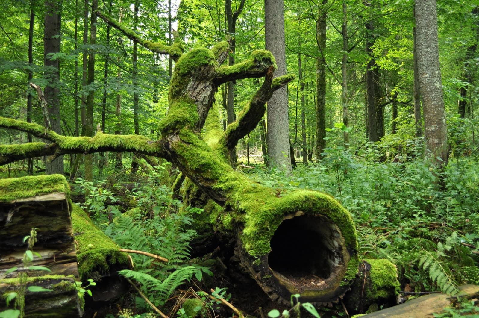 Pralesní interiér v Białowieżském národním parku