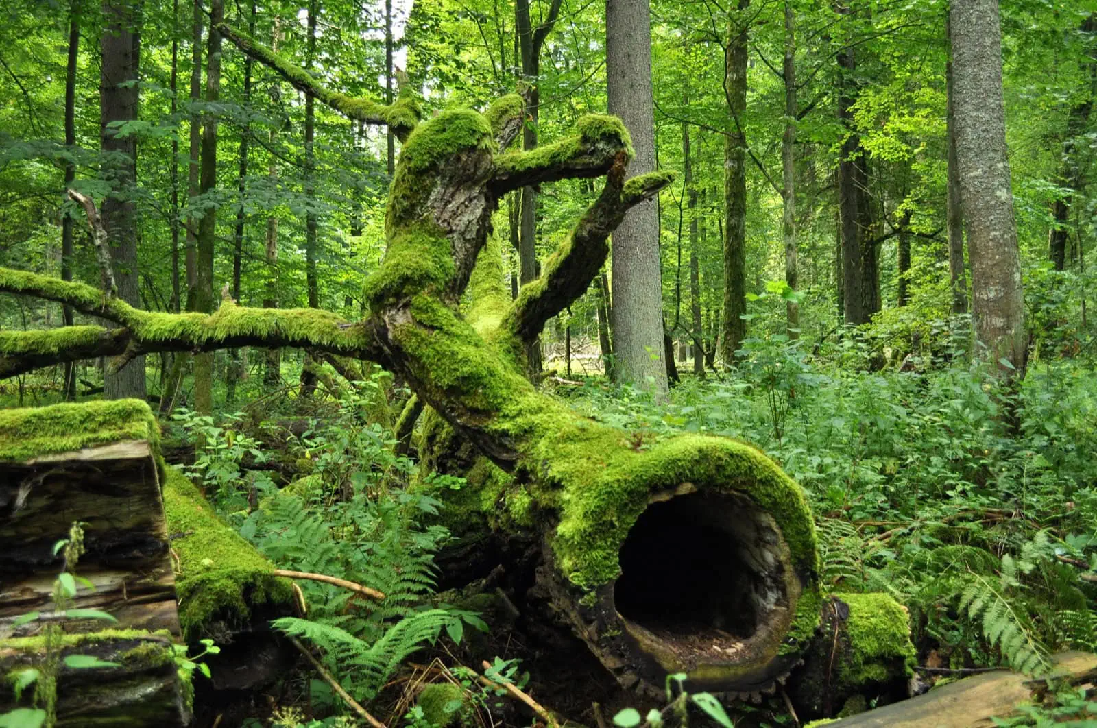Białowieża, Polen: 10 Tipps für den letzten echten Urwald Europas 2026 1 Urwald-Inneres im Białowieża-Nationalpark