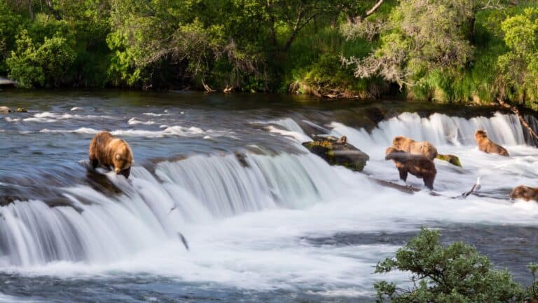Alaszka: útikalauz, tippek és látnivalók 2026 14 Katmai és Brooks Falls, Alaszka: ikonikus medvenézés (Fat Bear Week)