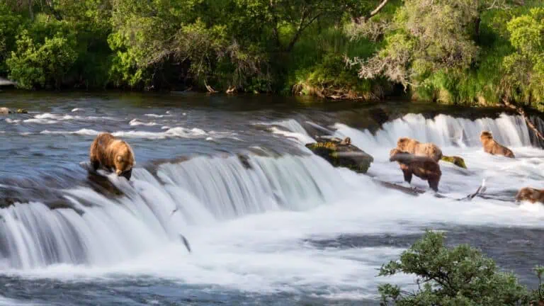 Alaszka: útikalauz, tippek és látnivalók 2026 13 Katmai és Brooks Falls, Alaszka: ikonikus medvenézés (Fat Bear Week)
