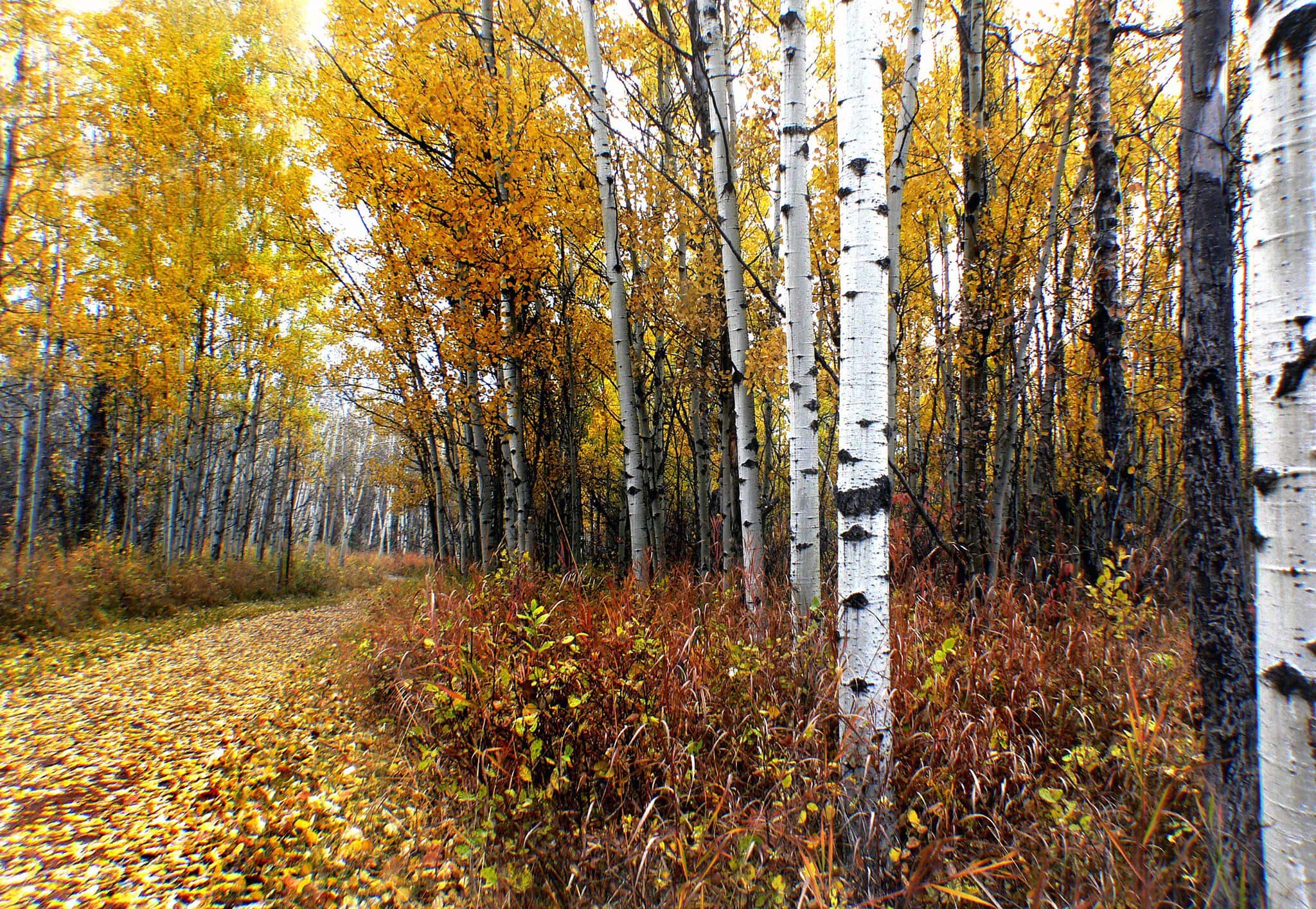 Fish Creek Provincial Park v Calgary