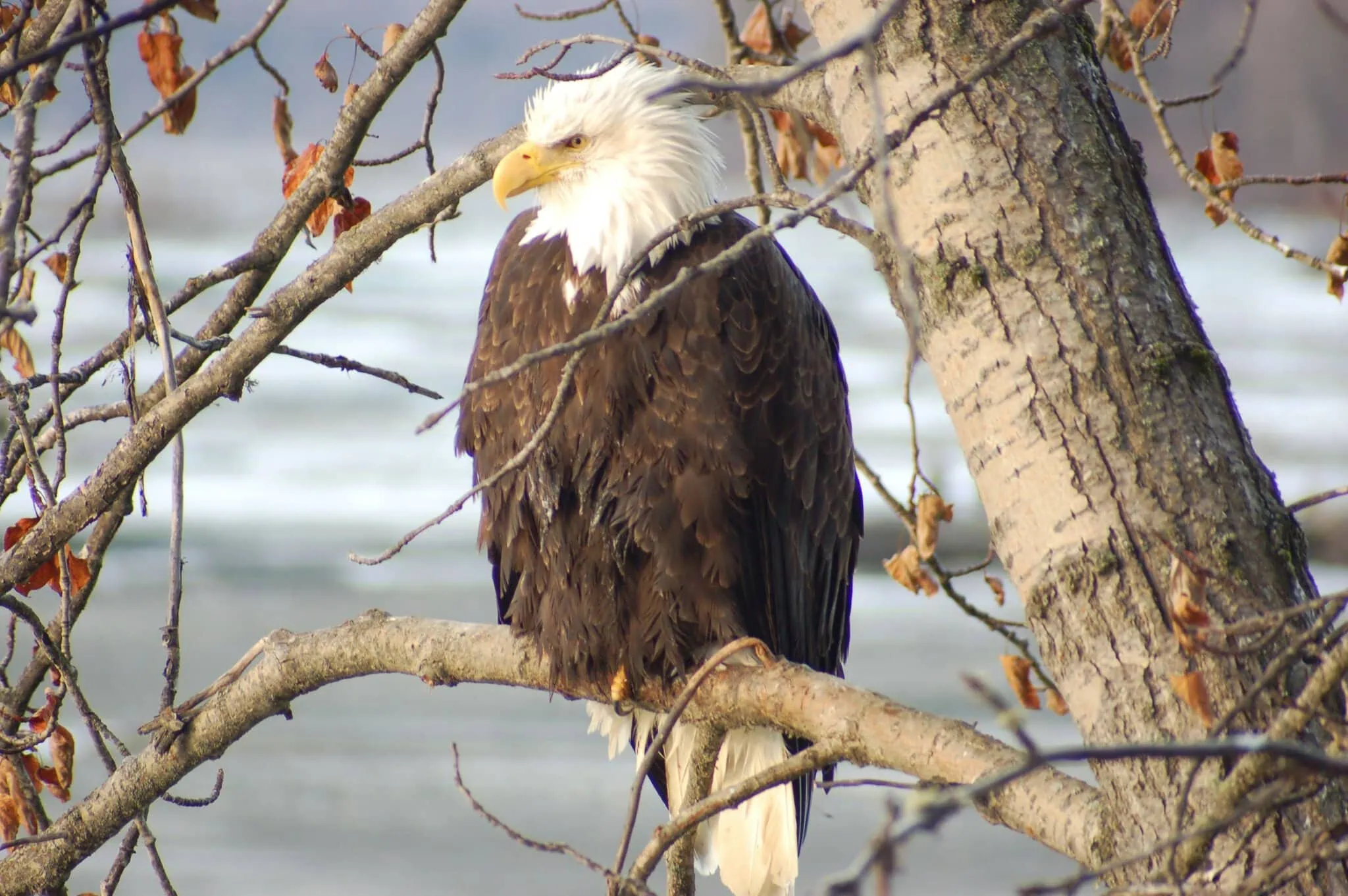 Witkopzeearend in het Chilkat Bald Eagle Preserve bij Haines