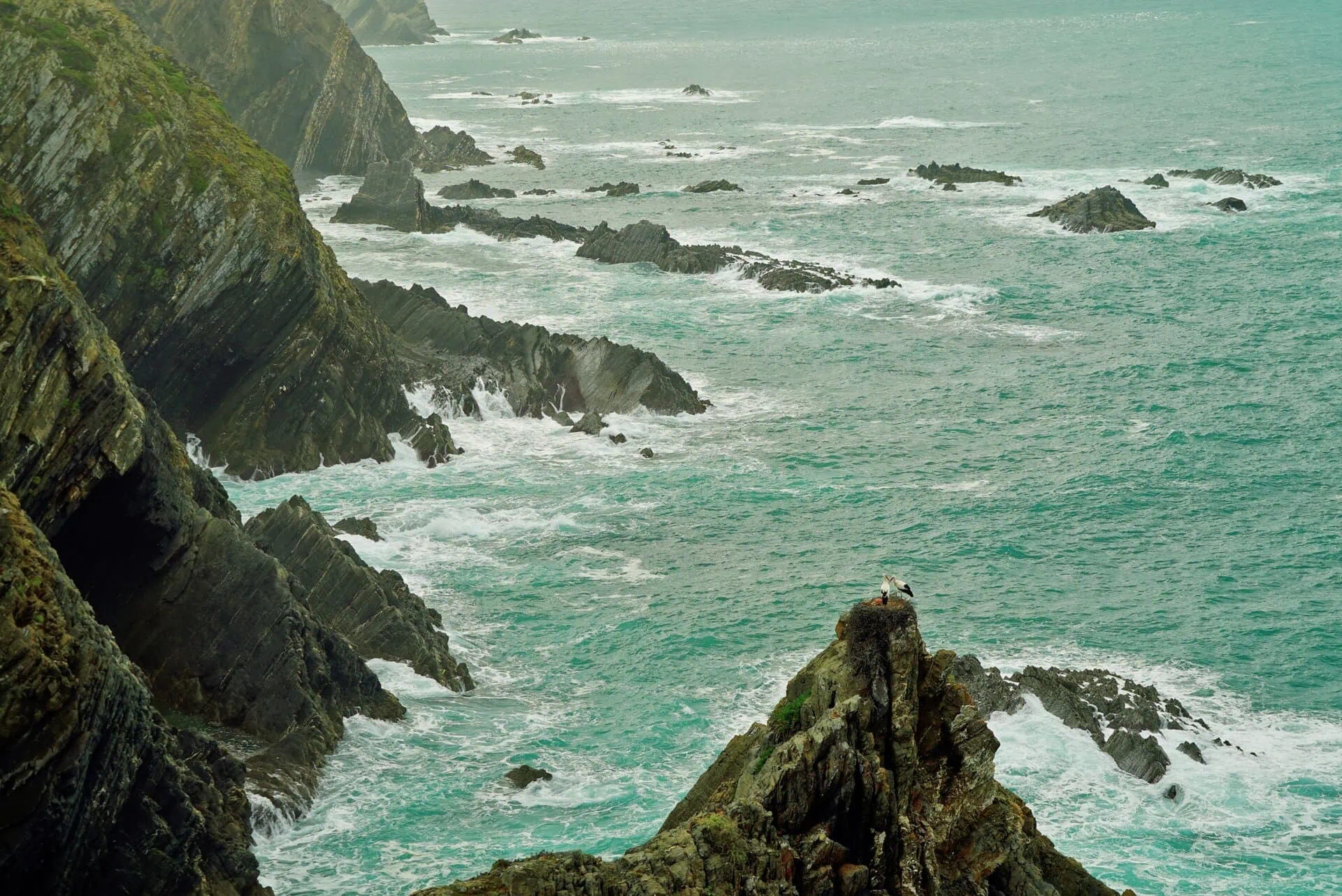 Cicogna bianca sul nido in cima alle scogliere di Cabo de Sardão sopra l'Oceano Atlantico