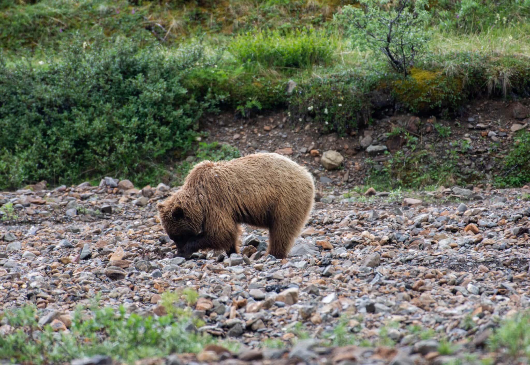 Medvěd grizzly v Denali National Park