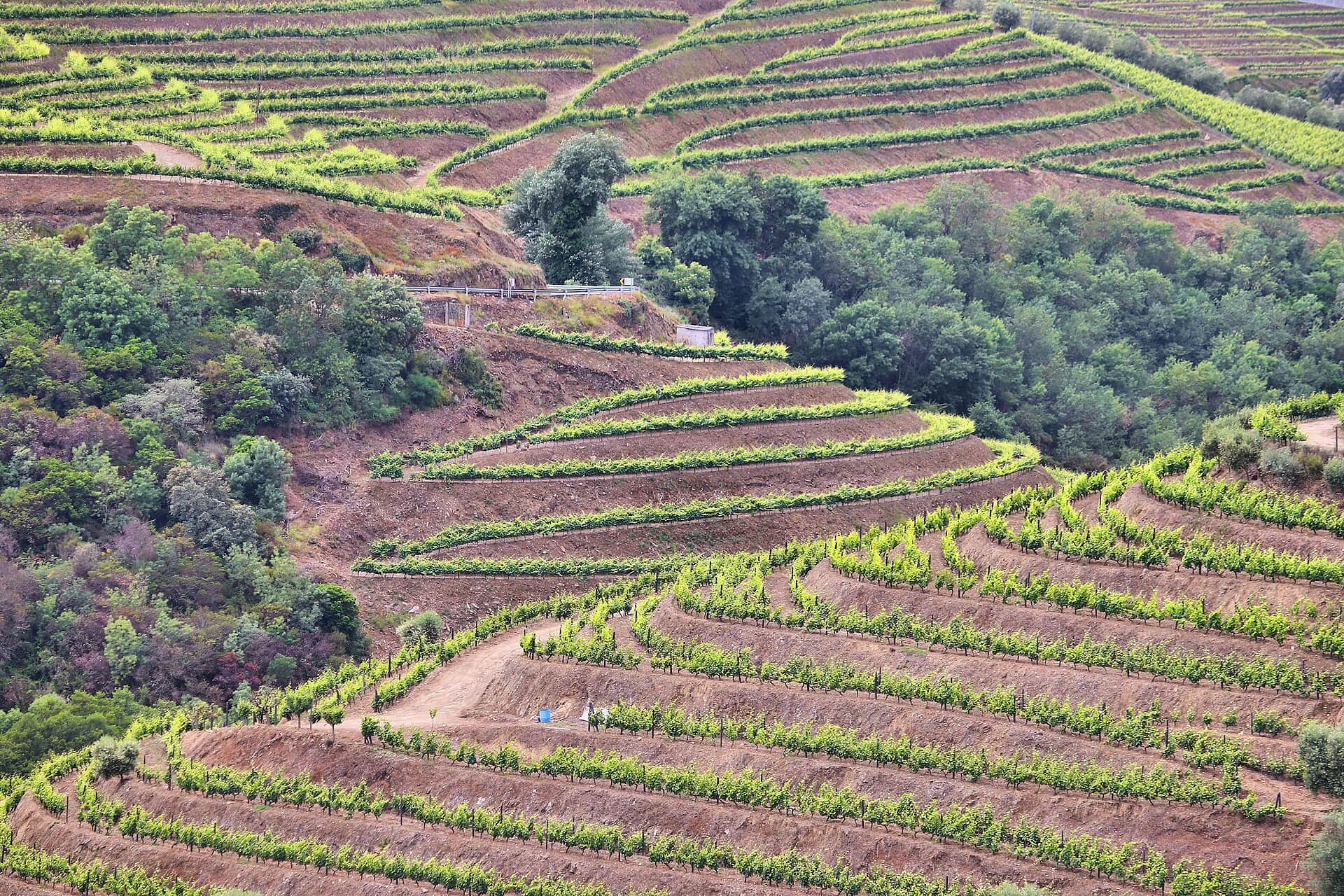 Údolí Douro, Portugalsko: 14 tipů, co dělat – portské víno, vinice a plavba 12 Muzeum vína v Peso da Régua
