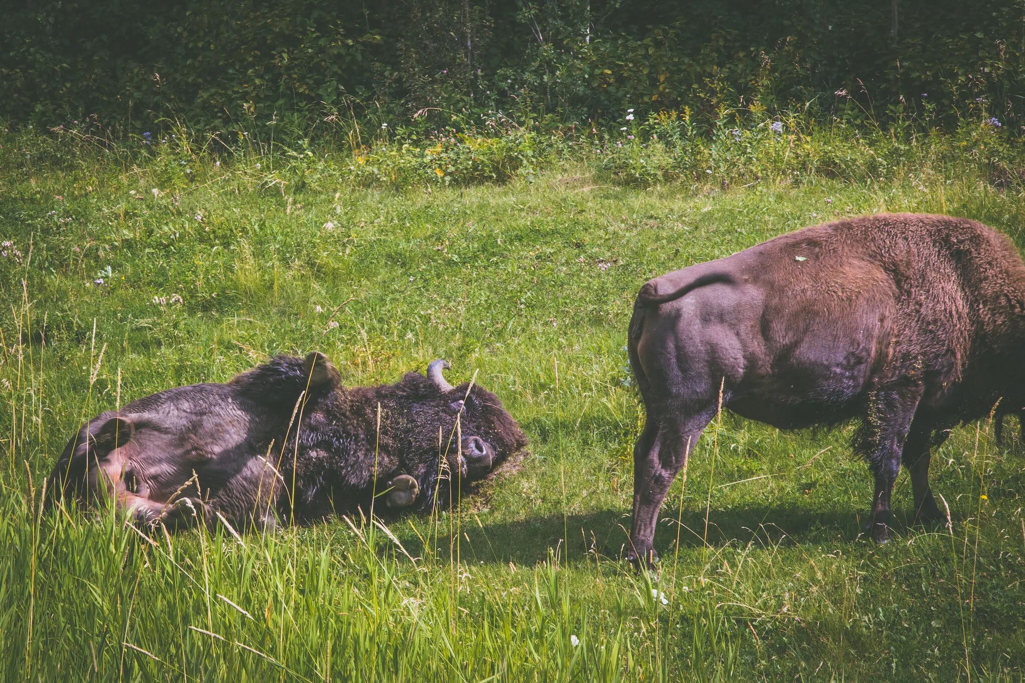 Edmonton, Kanada: 15 tipů, co vidět a dělat 1 Stádo bizonů na louce v Elk Island National Park u Edmontonu