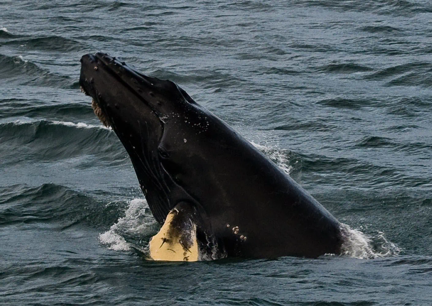 Humpback whale breaching in Glacier Bay
