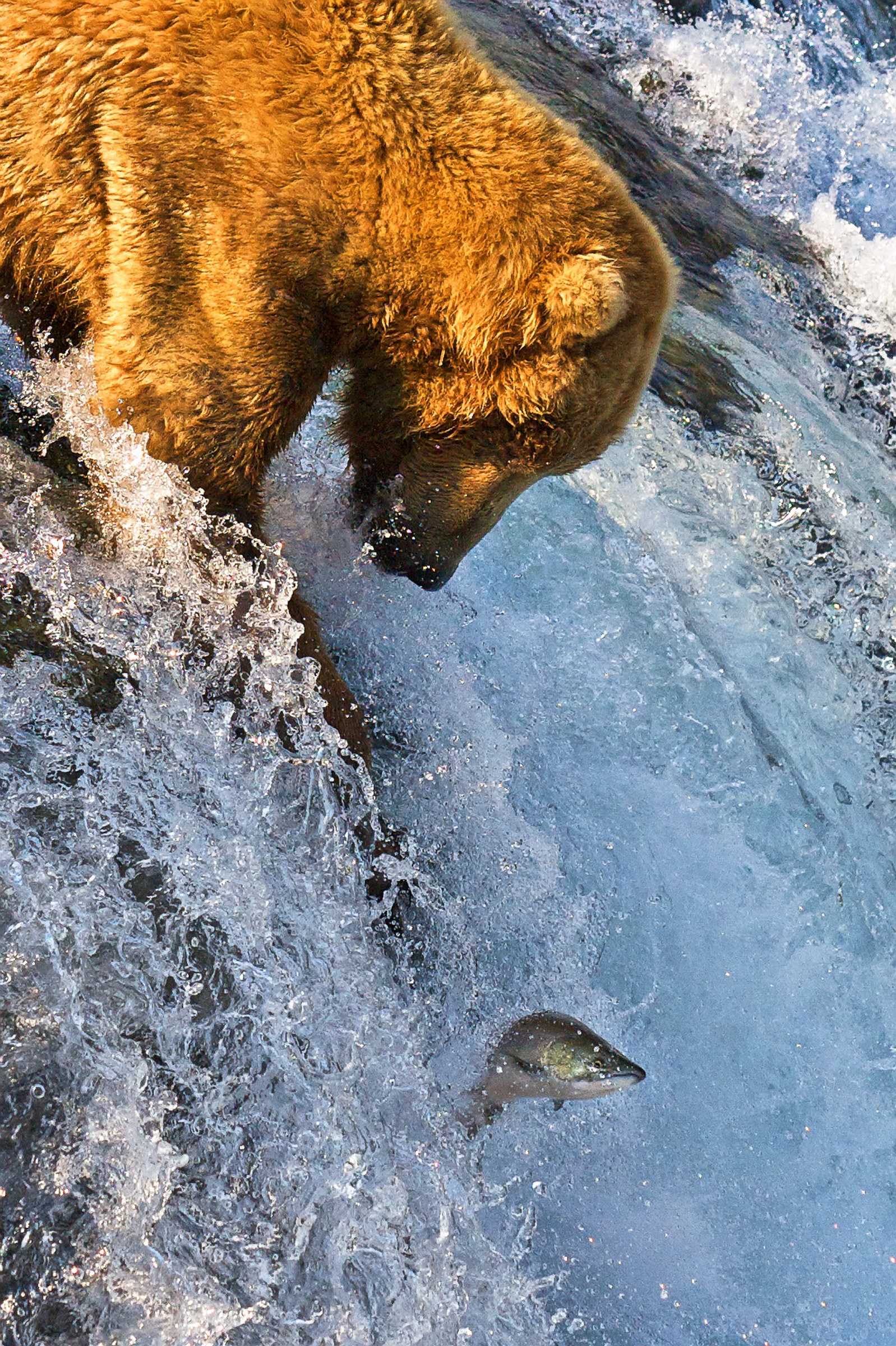 Medvědi na Aljašce: kde je vidět a bezpečnost (kompletní průvodce) 2 Grizzly chytající lososa na Brooks Falls