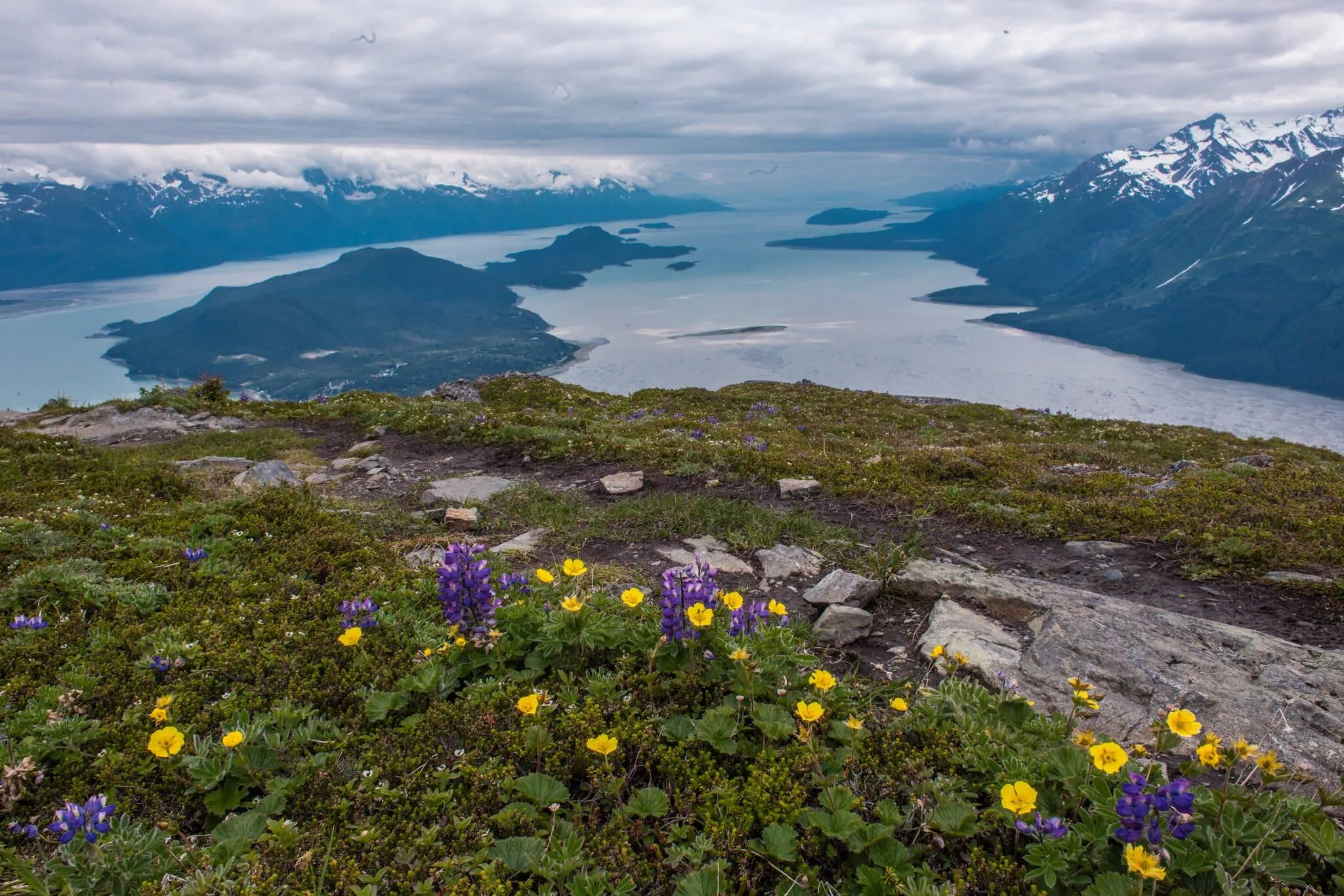 Lupines en bloemen boven het fjord bij Haines