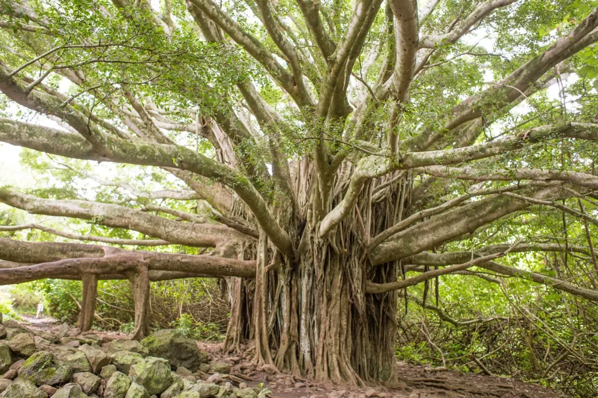 Obri banyan u stezky Pipiwai Trail v Kipahulu
