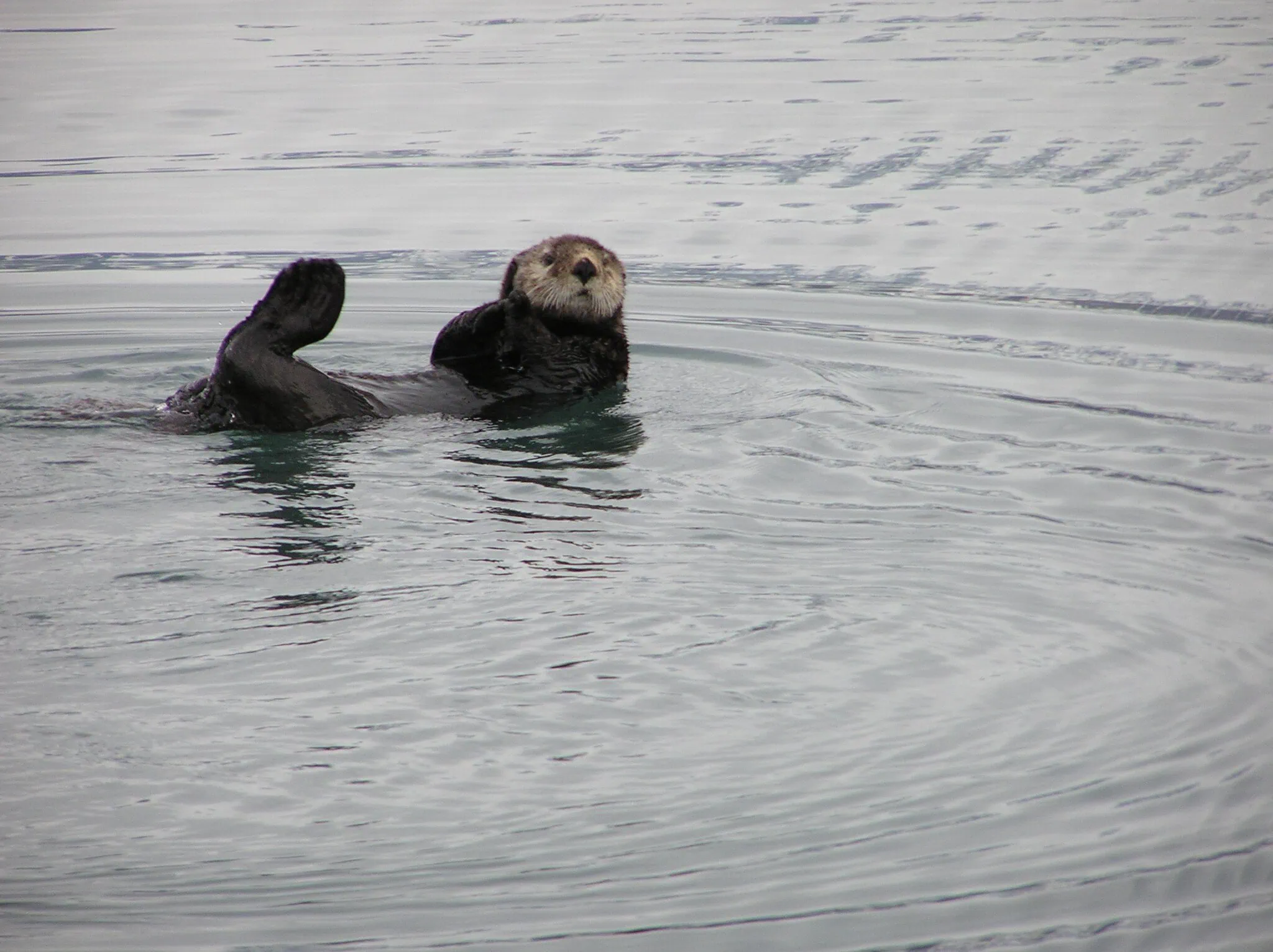 Una lontra marina nelle acque dell'Alaska