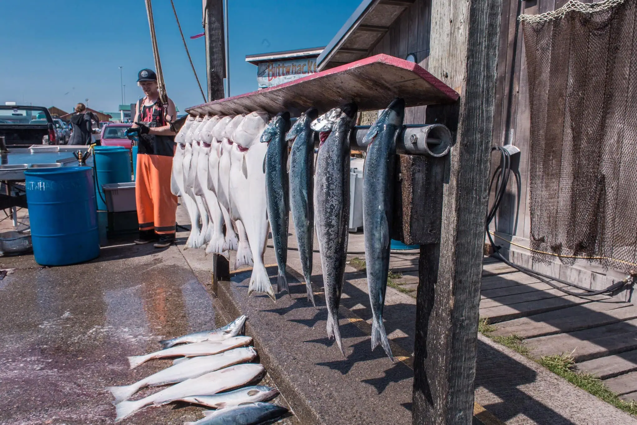 Halibut pescati sul pontile di Homer